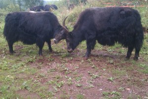 Hector (left) playing with Kareltje