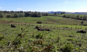 again Hector and Kareltje, aren't they fabulous?