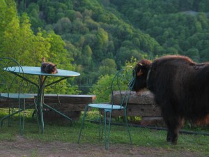 Simone and Mauwkje, Mauwkje died July this year